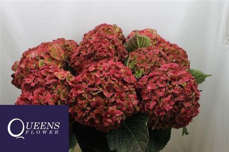 Hydrangea macrophylla Royal Anastasia (classic)