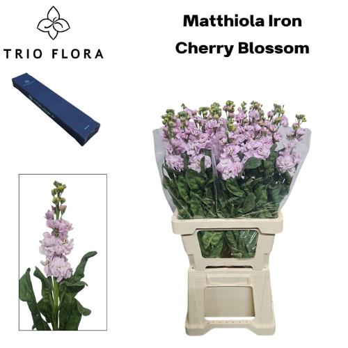 Matthiola incana 'Iron Cherry Blossom'