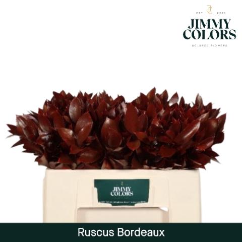 Ruscus kleurbehandeld H%