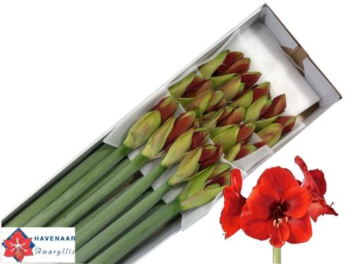 Hippeastrum Galaxy Grp 'Ferrari'