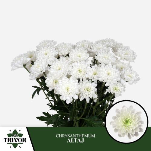 Chrysanthemum( Indicum Grp) tros Altaj