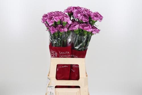 Dianthus standaard 'Royal Damascus'