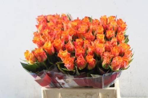 Rosa grootbloemig Mariyo!