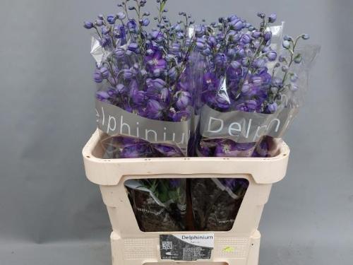 Delphinium Elatum Grp dubbelbloemig Delphi's Power