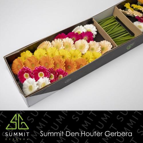 Gerbera mini gemengd op rij