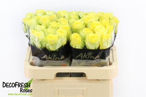 Rosa grootbloemig overig