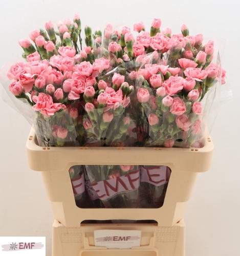 Dianthus tros Bubble Gum