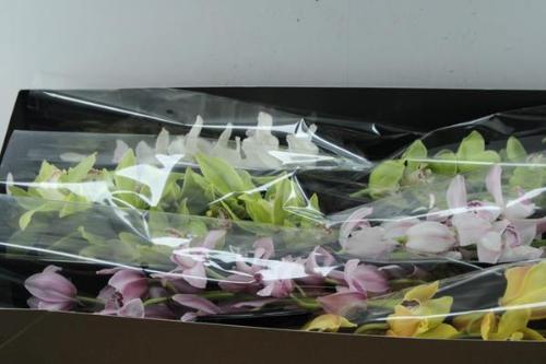 Cymbidium grootbloemig per tak gemengd