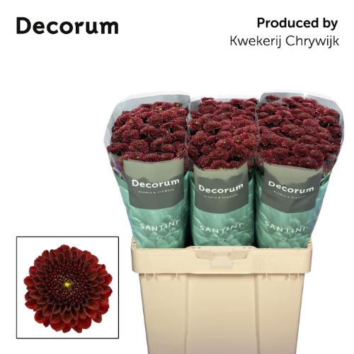 Chrysanthemum (Indicum Grp) tros santini Alonso