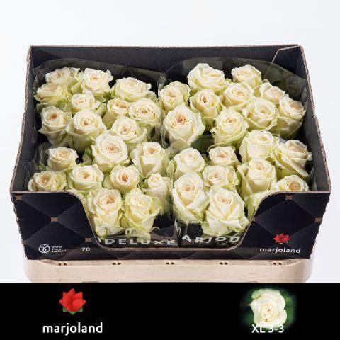 Rosa grootbloemig Dolomiti