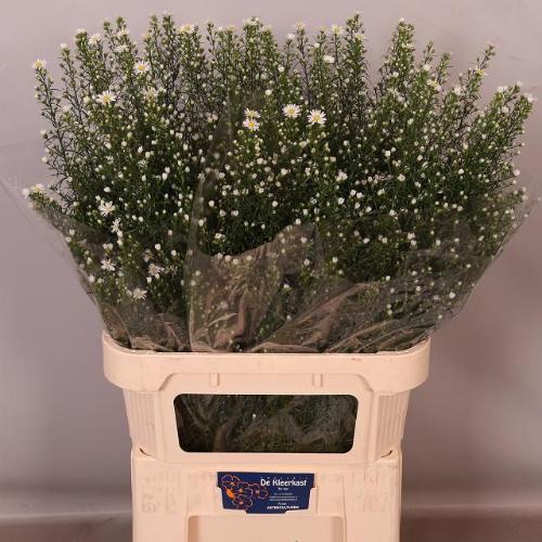 Aster Universum Grp 'Monte Cassino'