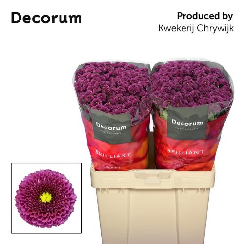 Chrysanthemum (Indicum Grp) tros santini AAA Purpetta