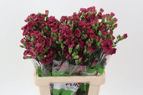 Dianthus tros overig