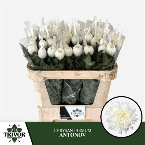 Chrysanthemum Indicum Grp geplozen kas Antonov