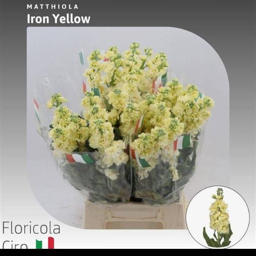 Matthiola incana 'Iron Yellow'