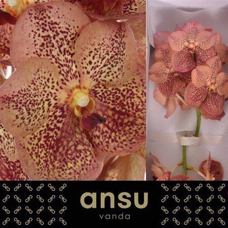 Vanda Sunanda Leopard Tangerine