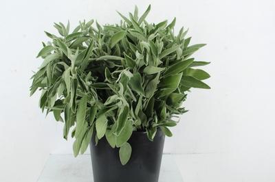 Salvia overig