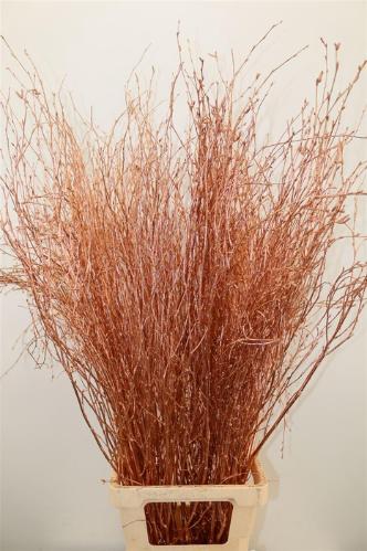 Betula kleurbehandeld H%