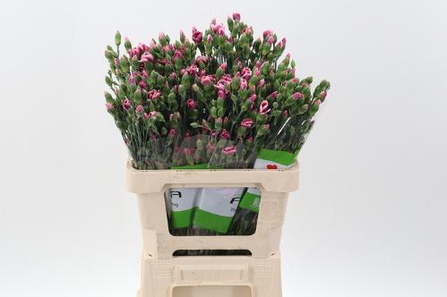 Dianthus Solomio Bono