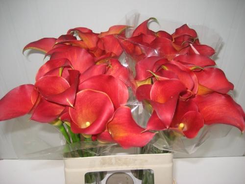 Zantedeschia 'Captain Trinity'