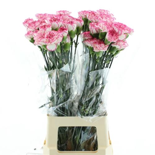 Dianthus standaard 'Komachi'