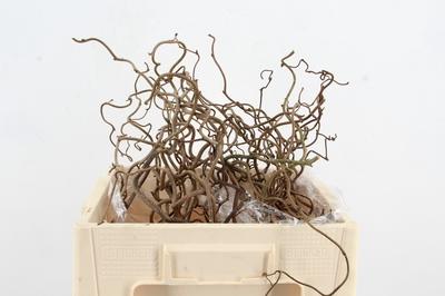 Corylus avellana 'Contorta'