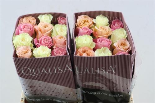 Rosa grootbloemig gemengd in bos