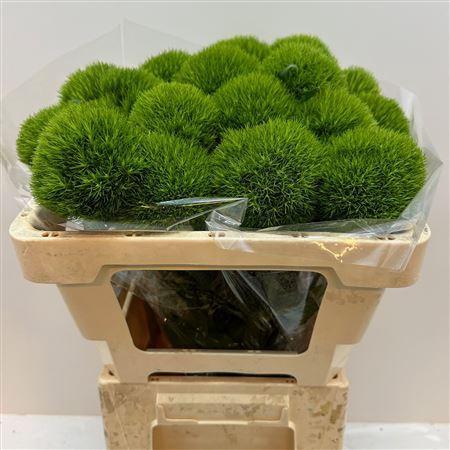 Dianthus barbatus Kiwi Mellow
