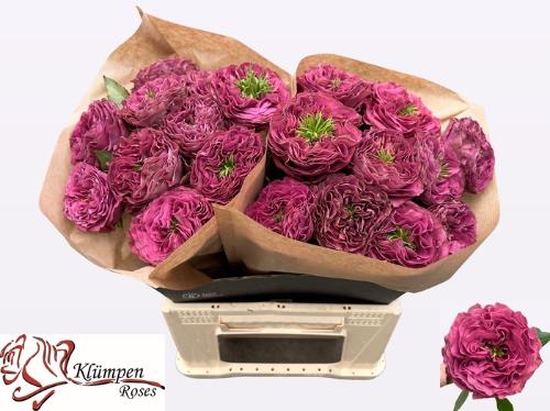 Rosa grootbloemig Purple Delight