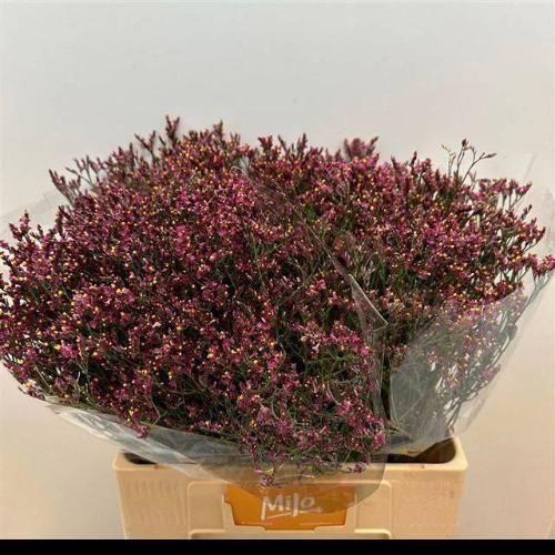 Limonium sinensis Scarlet Diamond