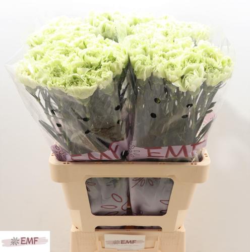 Dianthus standaard 'Prado Mint'