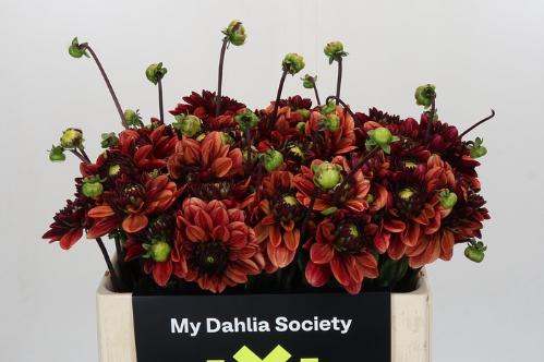 Dahlia overig