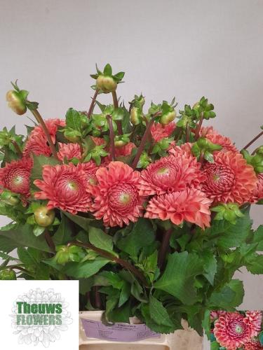 Dahlia 'Cornel Bronze'