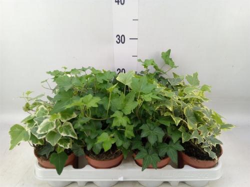 Hedera helix gemengd