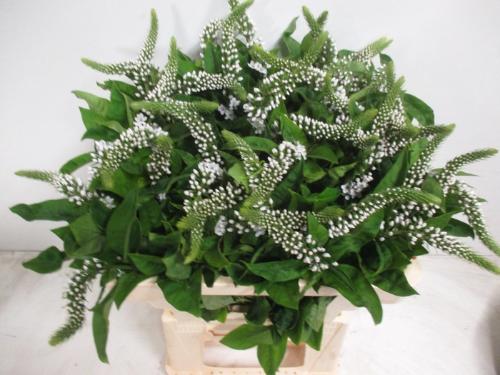 Lysimachia clethroides
