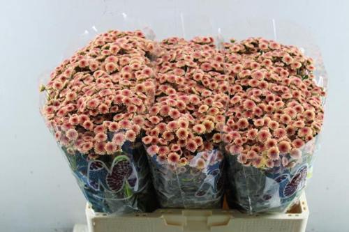 Chrysanthemum (Indicum Grp) tros santini Madiba Salmon Tyolo