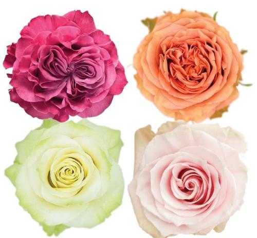 Rosa grootbloemig gemengd in fust