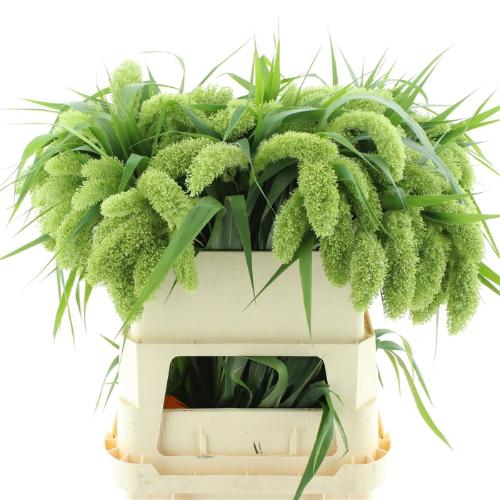 Setaria italica 'Volle Melk'