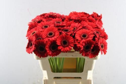 Gerbera mini Nirvana