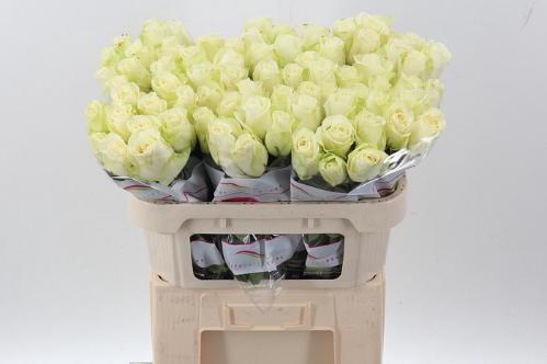 Rosa grootbloemig Snowstorm+