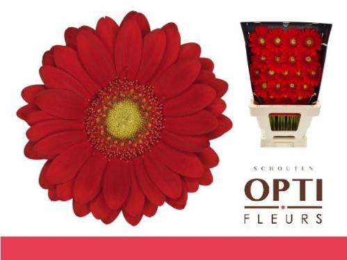 Gerbera mini Lipstick