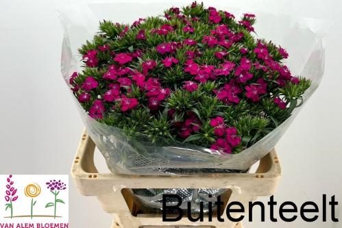 Dianthus barbatus 'Amazon Neon Cherry'