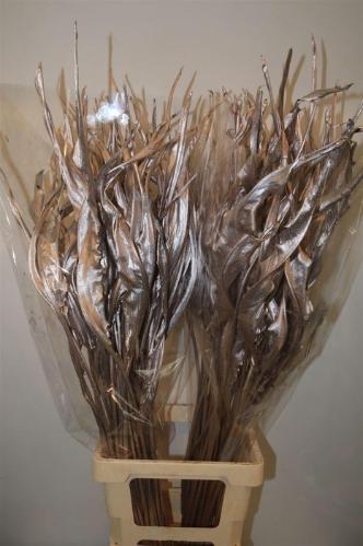 Strelitzia reginae (blad) kleurbehandeld H%