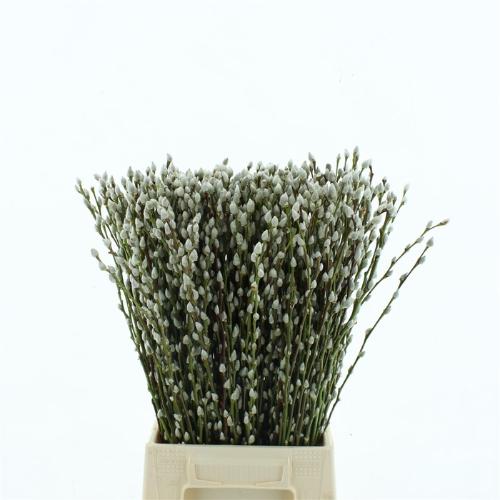 Salix caprea 'Snow Flake'