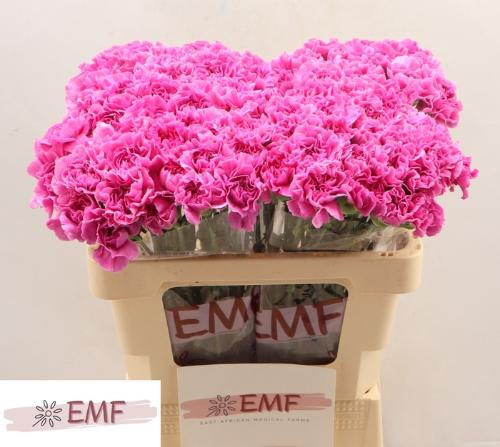 Dianthus standaard 'Farida'