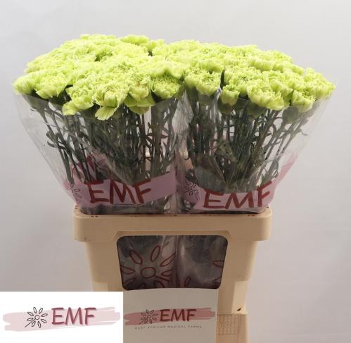 Dianthus standaard Green Marty