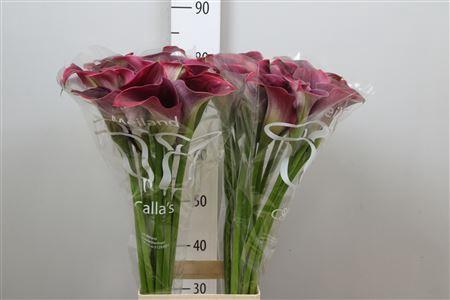 Zantedeschia 'Captain Promise'