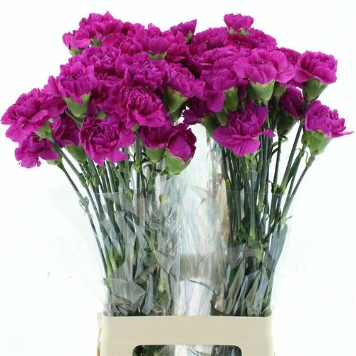 Dianthus standaard Tiepolo