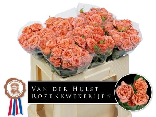 Rosa tros Bella Trendsetter