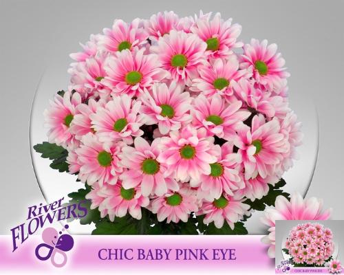 Chrysanthemum (Indicum Grp) tros Chic kleurbehandeld H%